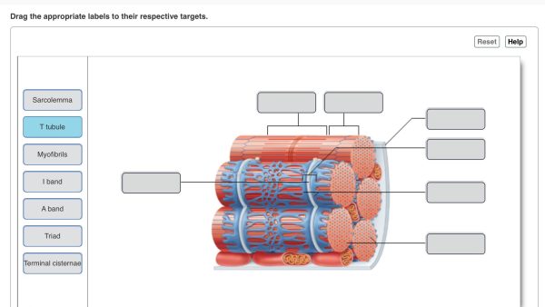 Drag the Appropriate Labels to Their Respective Targets.