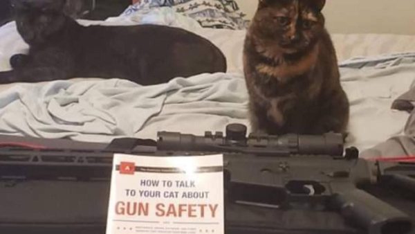 How to Talk to Your Cat About Gun Safety