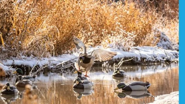 The Evolution of Hunting Gear Dive Bomb Industries’ Innovations
