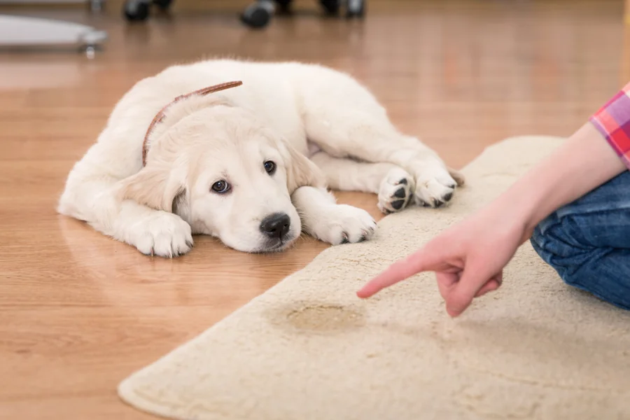 Clean Dog